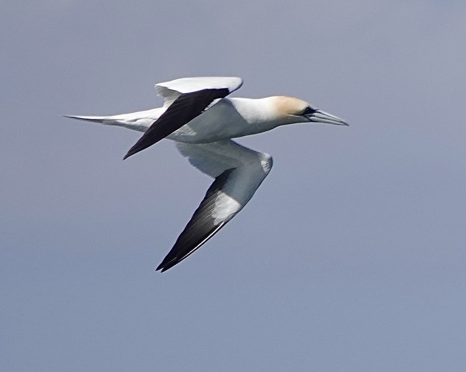 gannet